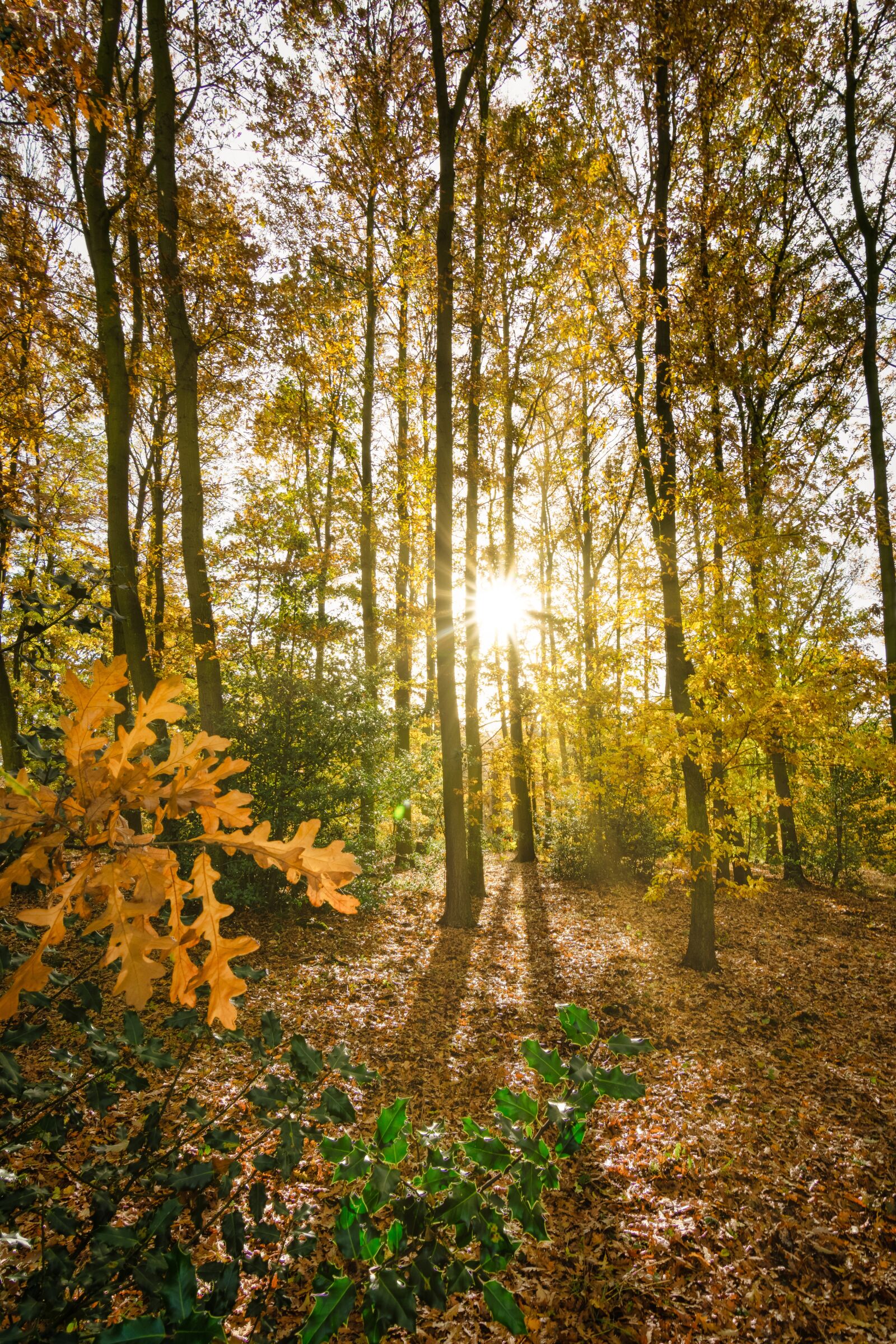 Nikon D7100 sample photo. Autumn, fall, trees photography