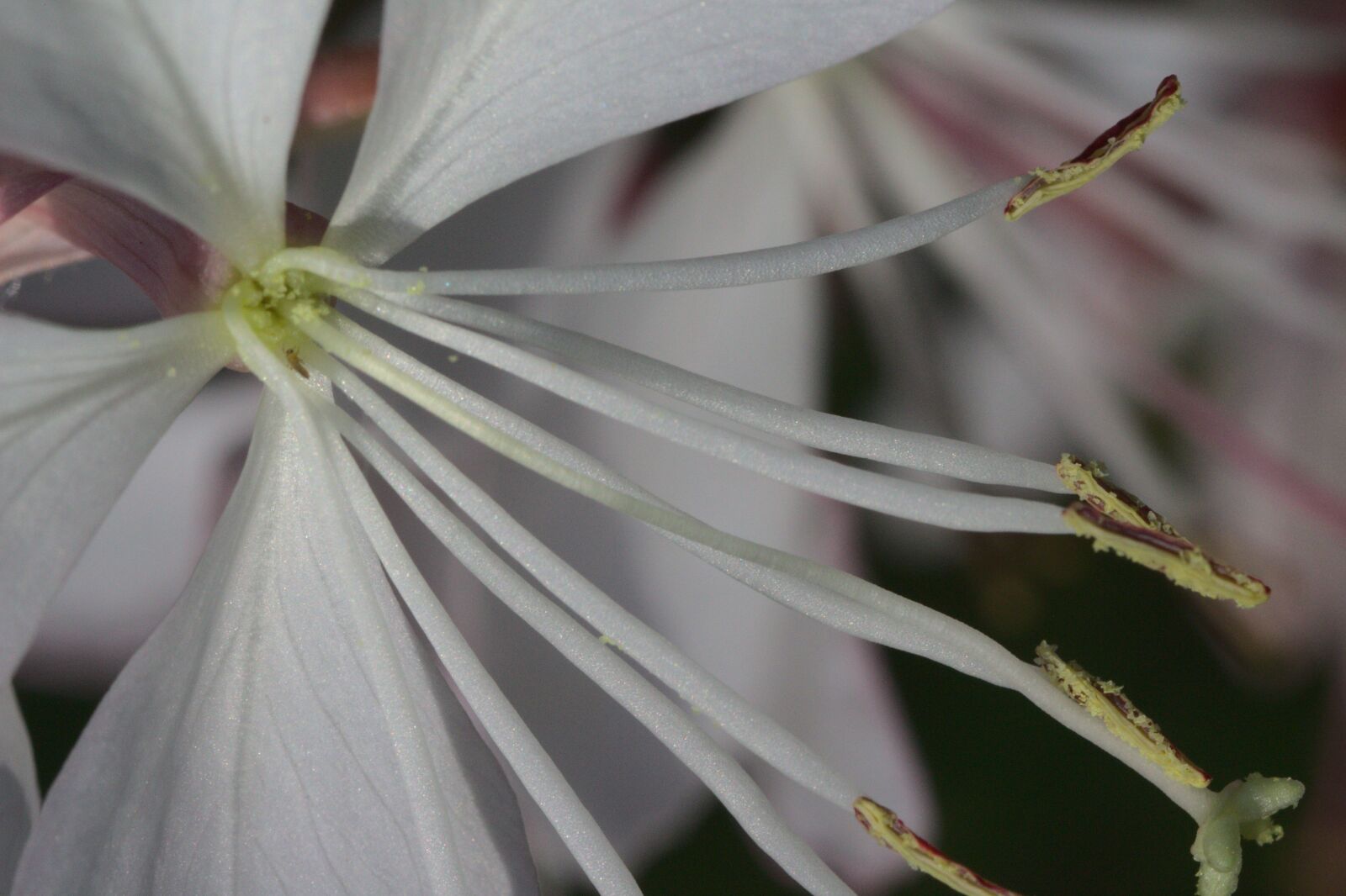 Canon EOS 700D (EOS Rebel T5i / EOS Kiss X7i) sample photo. White, blossom, bloom photography