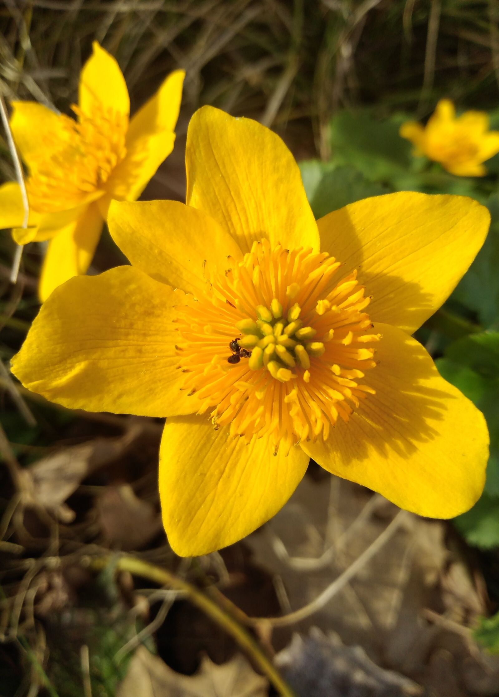 HUAWEI Honor 6A sample photo. Forest, flower, grass photography
