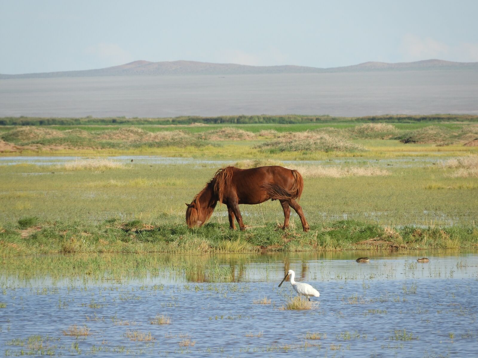 Nikon Coolpix B700 sample photo. Summer, meadow, horse photography