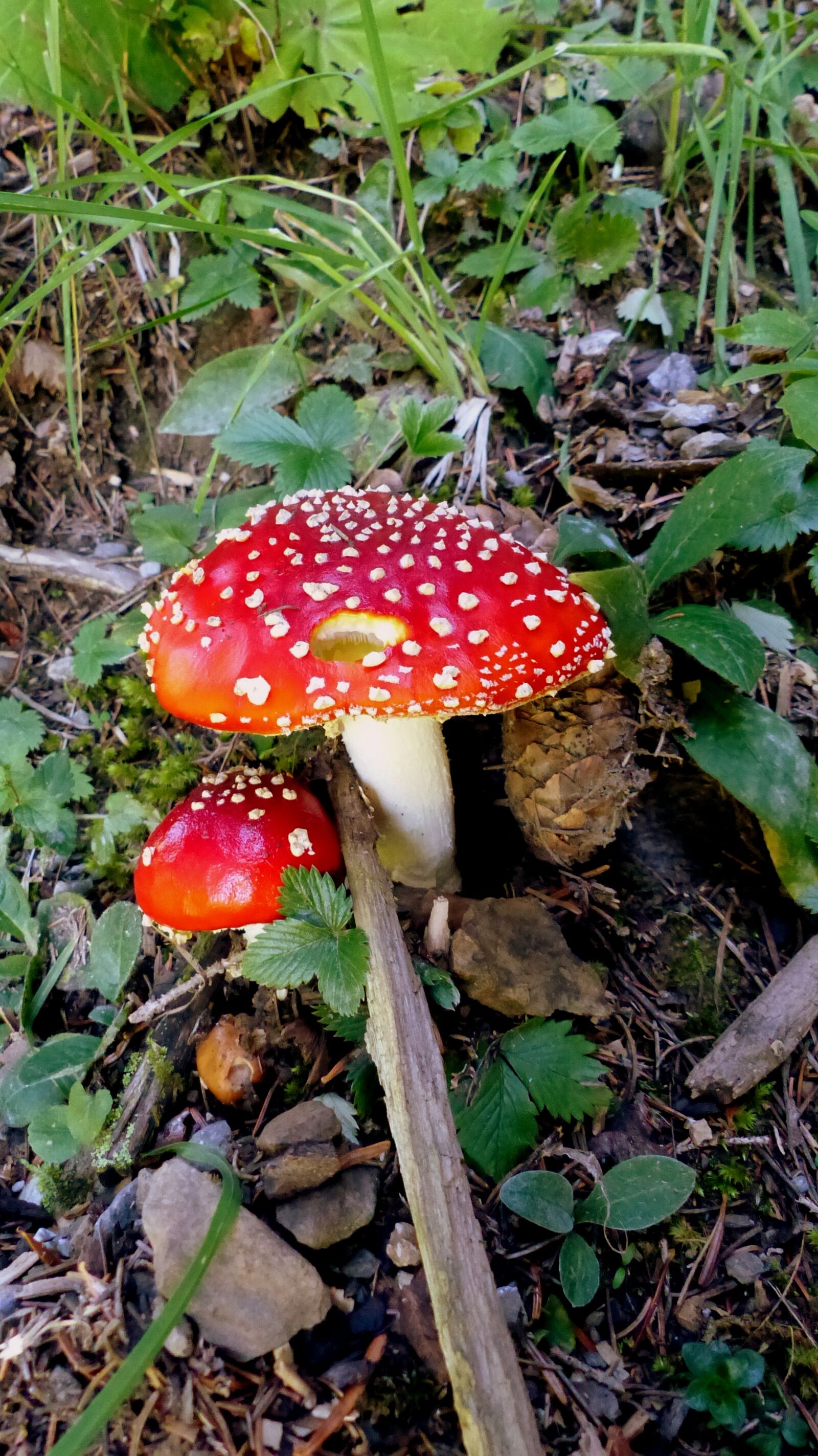 Panasonic Lumix DMC-FZ200 sample photo. Mushrooms, nature, autumn photography