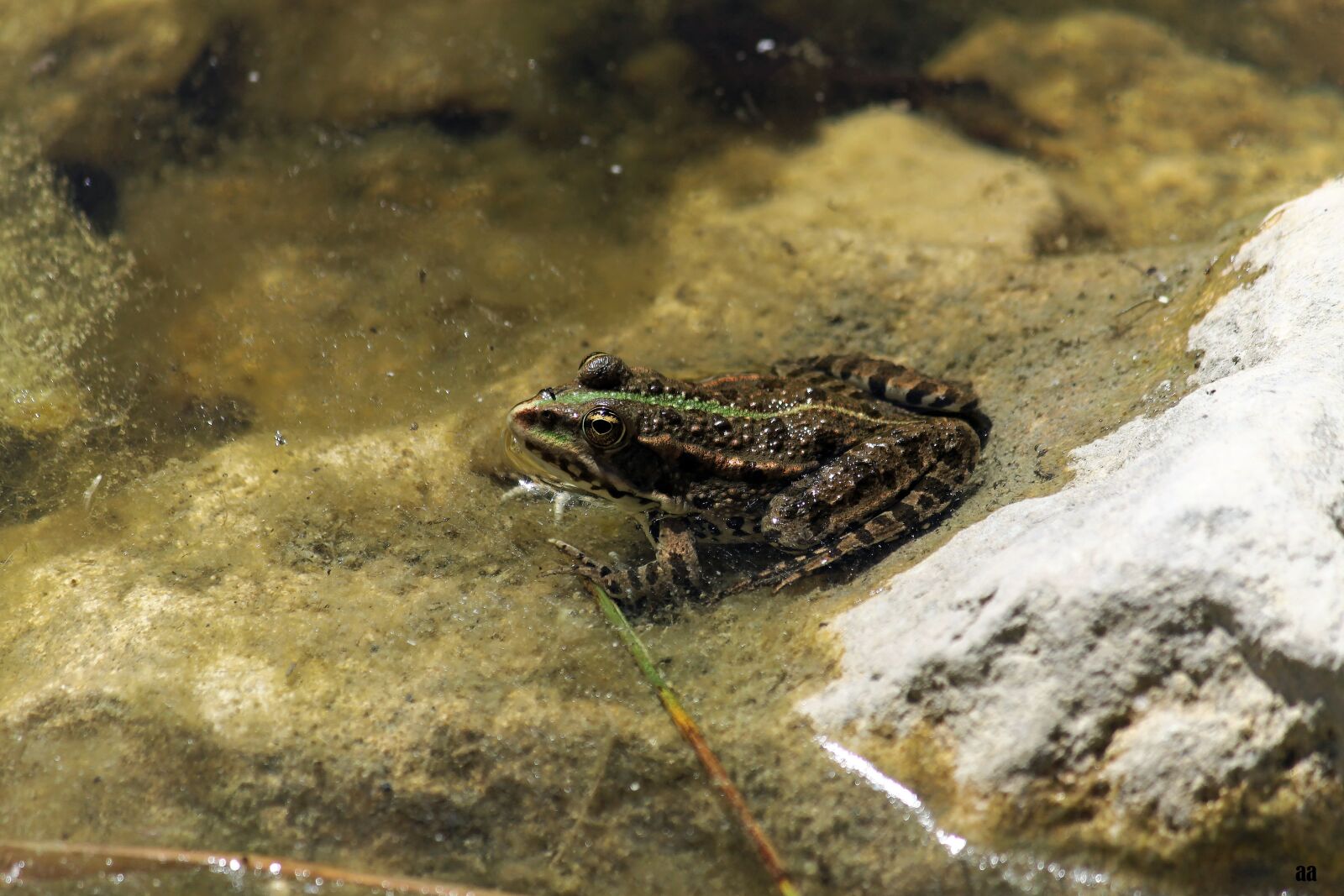 Canon EOS 50D sample photo. Frog, mare, gerardo photography
