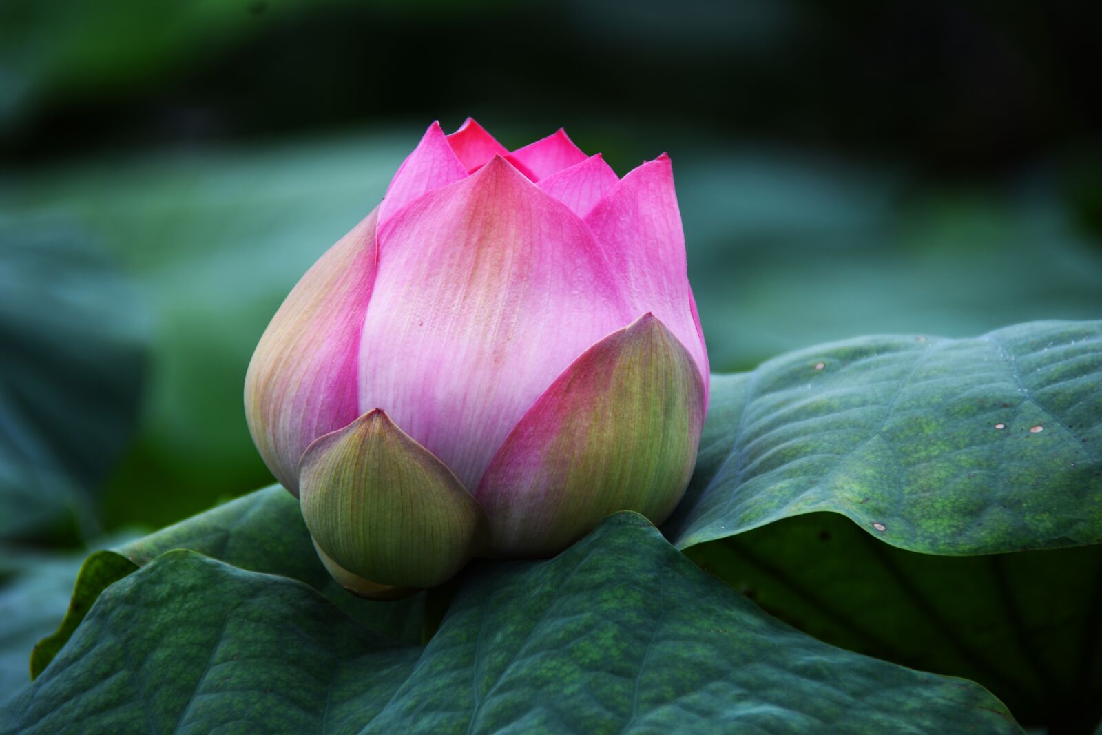 Nikon D7200 sample photo. Lotus, pink, bloom photography