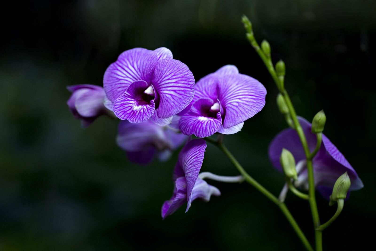 Canon EF 100mm F2.8L Macro IS USM sample photo. Orchids, flora, flower photography