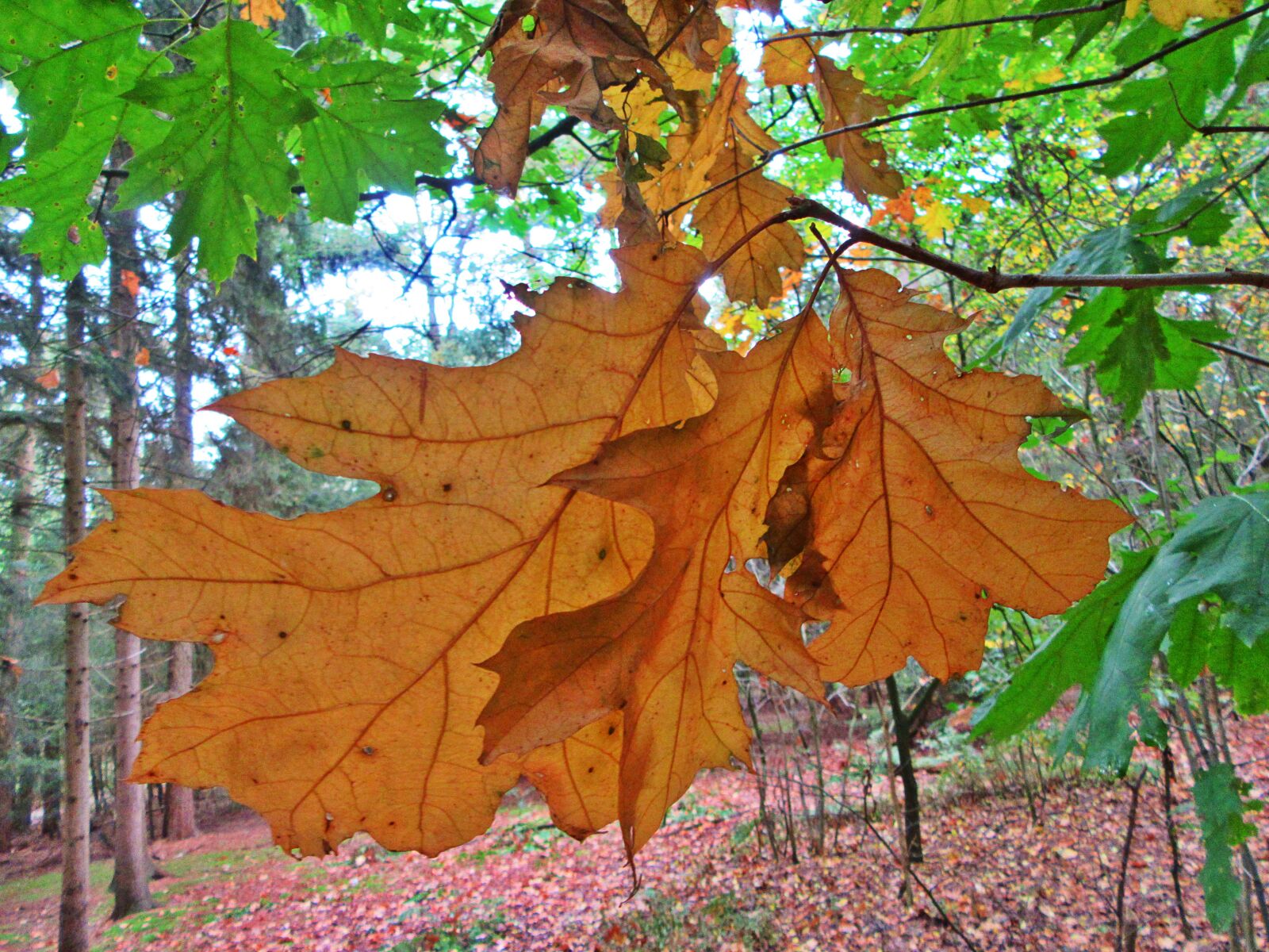 Canon PowerShot SX610 HS sample photo. Autumn, fall colors, forest photography