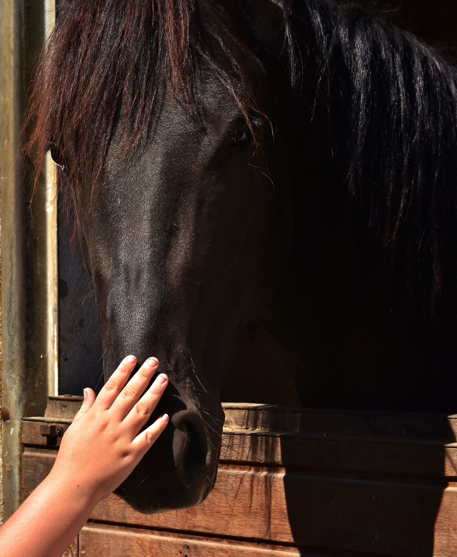 Nikon D7200 sample photo. Horse love, child's hand photography
