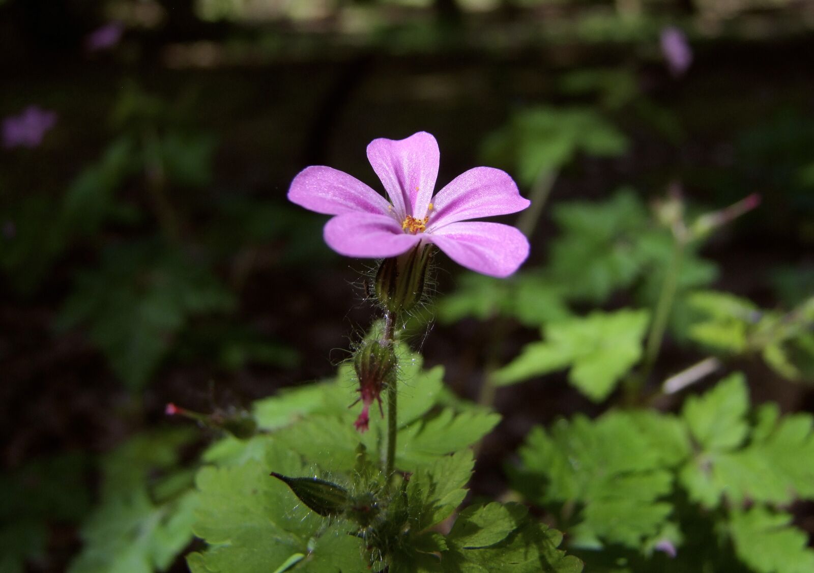 Fujifilm FinePix S100fs sample photo. Pink, tiny, flower photography