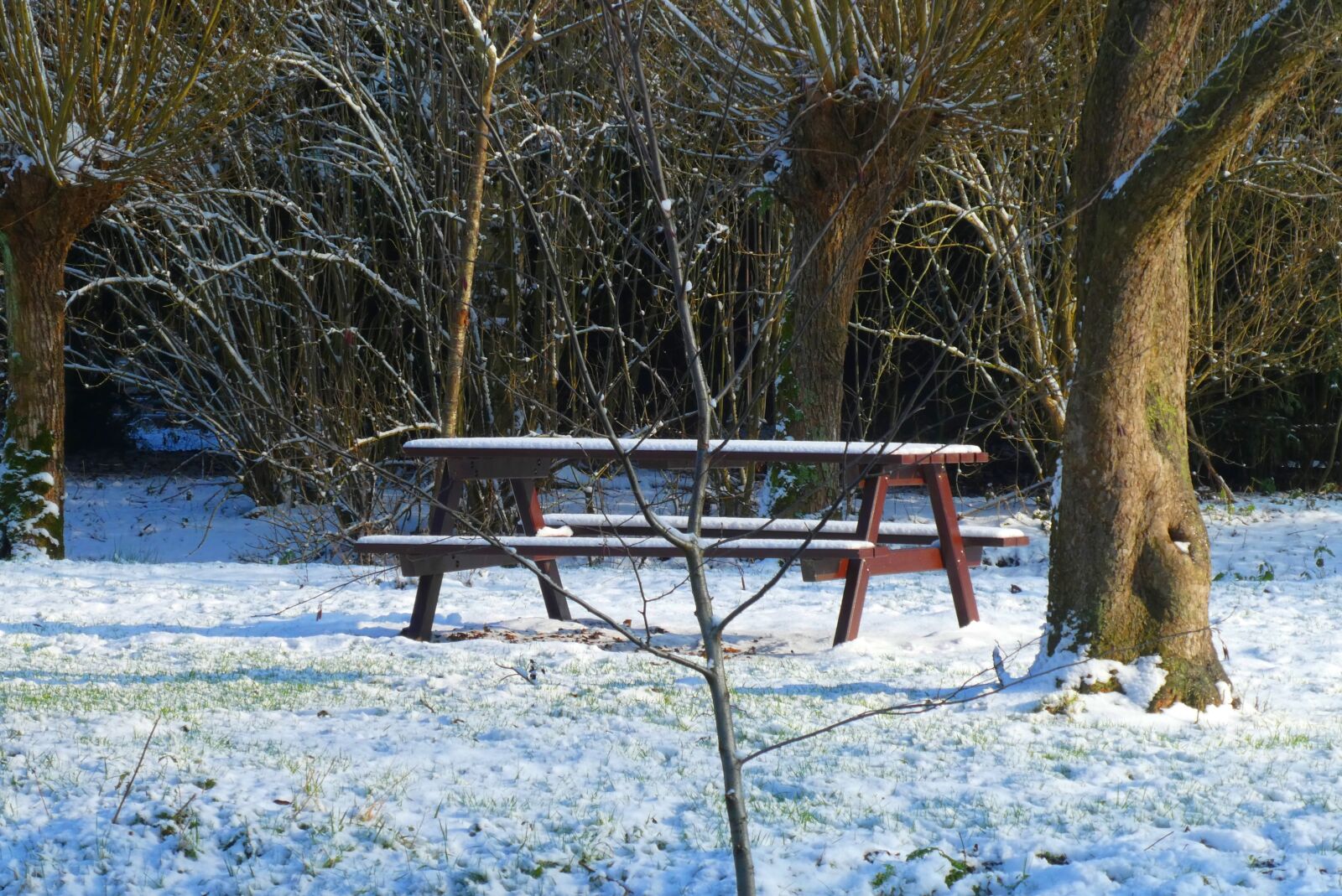 Panasonic Lumix DC-ZS70 (Lumix DC-TZ90) sample photo. Bench, forest, snow photography