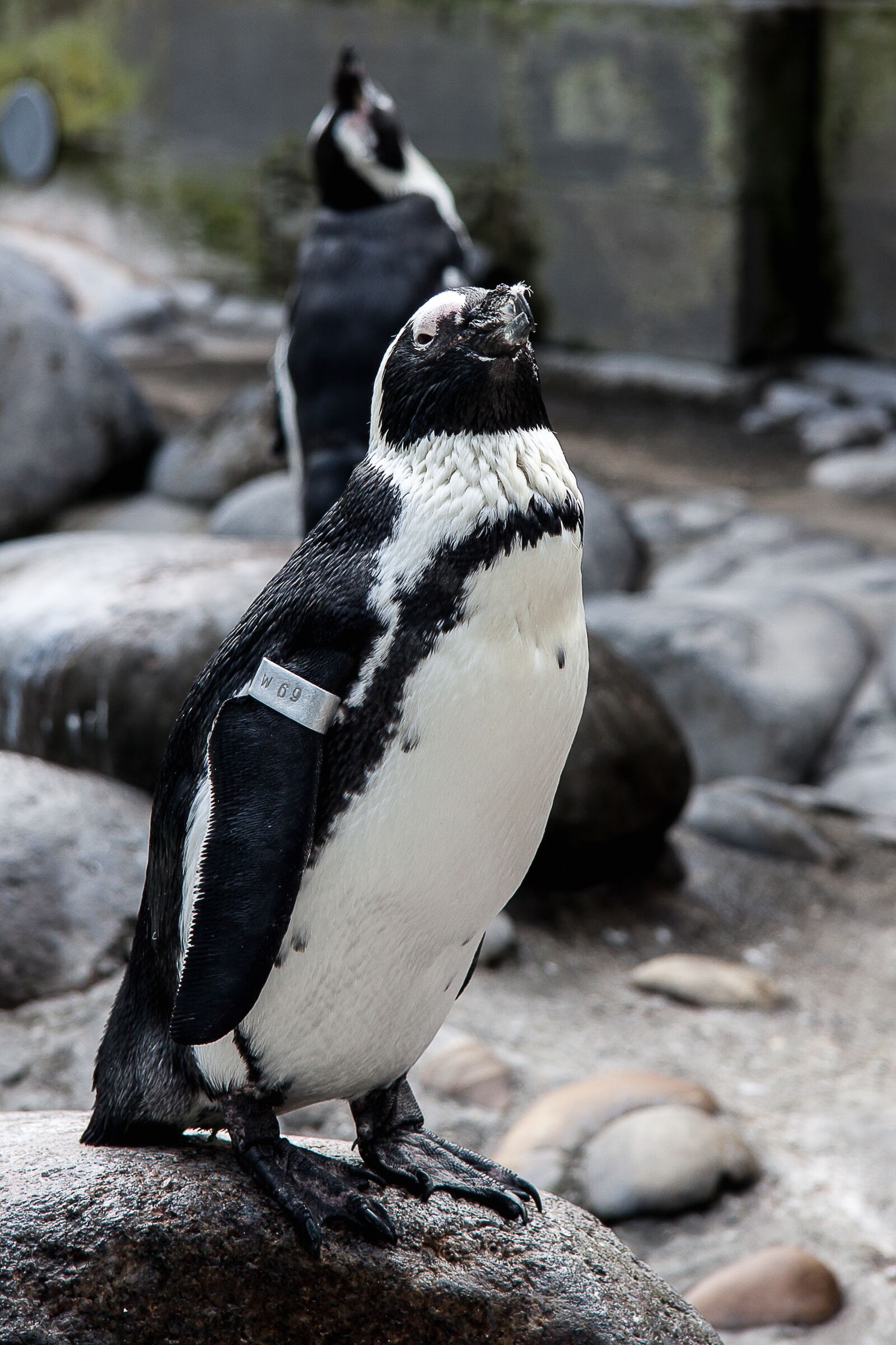 Canon EF-S 17-85mm F4-5.6 IS USM sample photo. Penguin, bird, animal photography