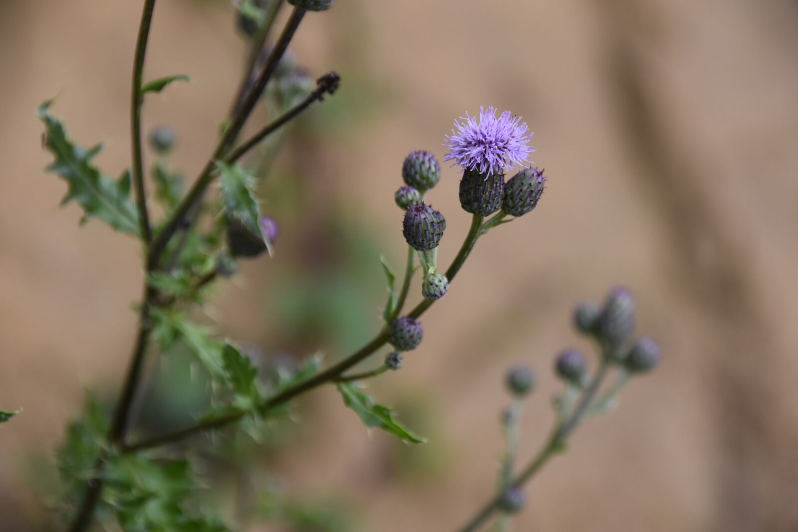 Nikon D5600 sample photo. Thistle flower, green leaves photography