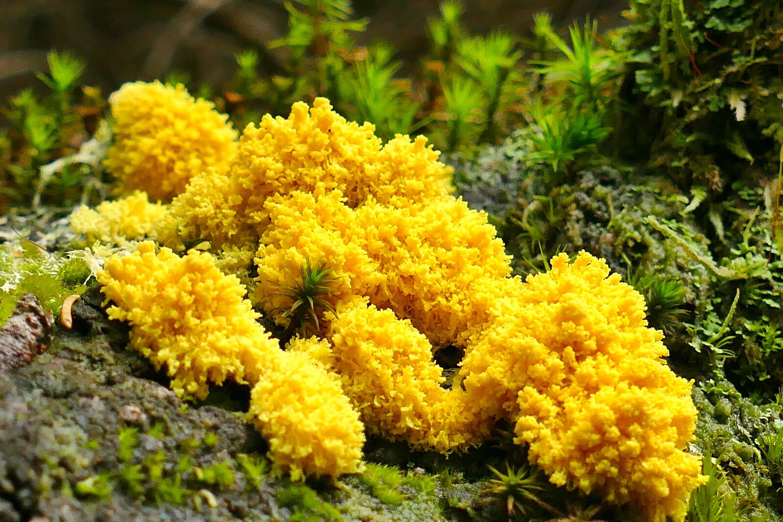 Panasonic Lumix DMC-FZ1000 sample photo. Slime mold, yellow lohbl photography