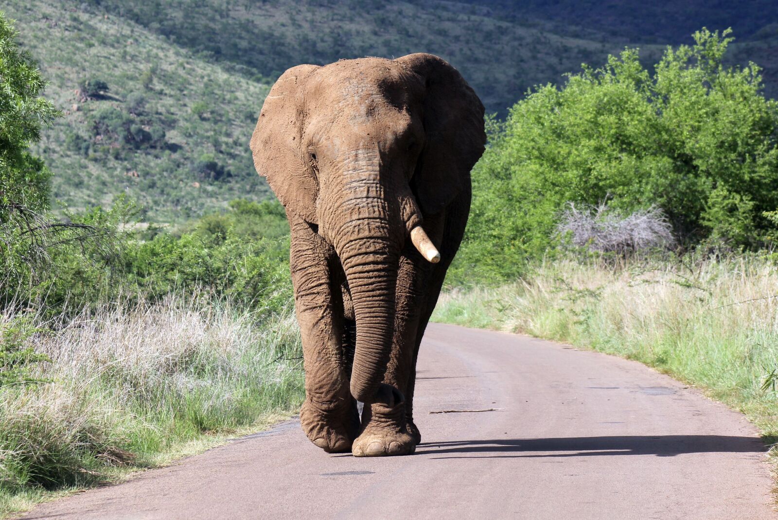 Canon EOS 60D sample photo. African, elephant, bull photography