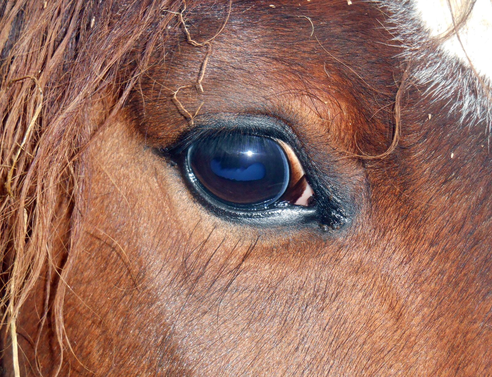 Nikon Coolpix S3500 sample photo. Horse eye, horse, close photography