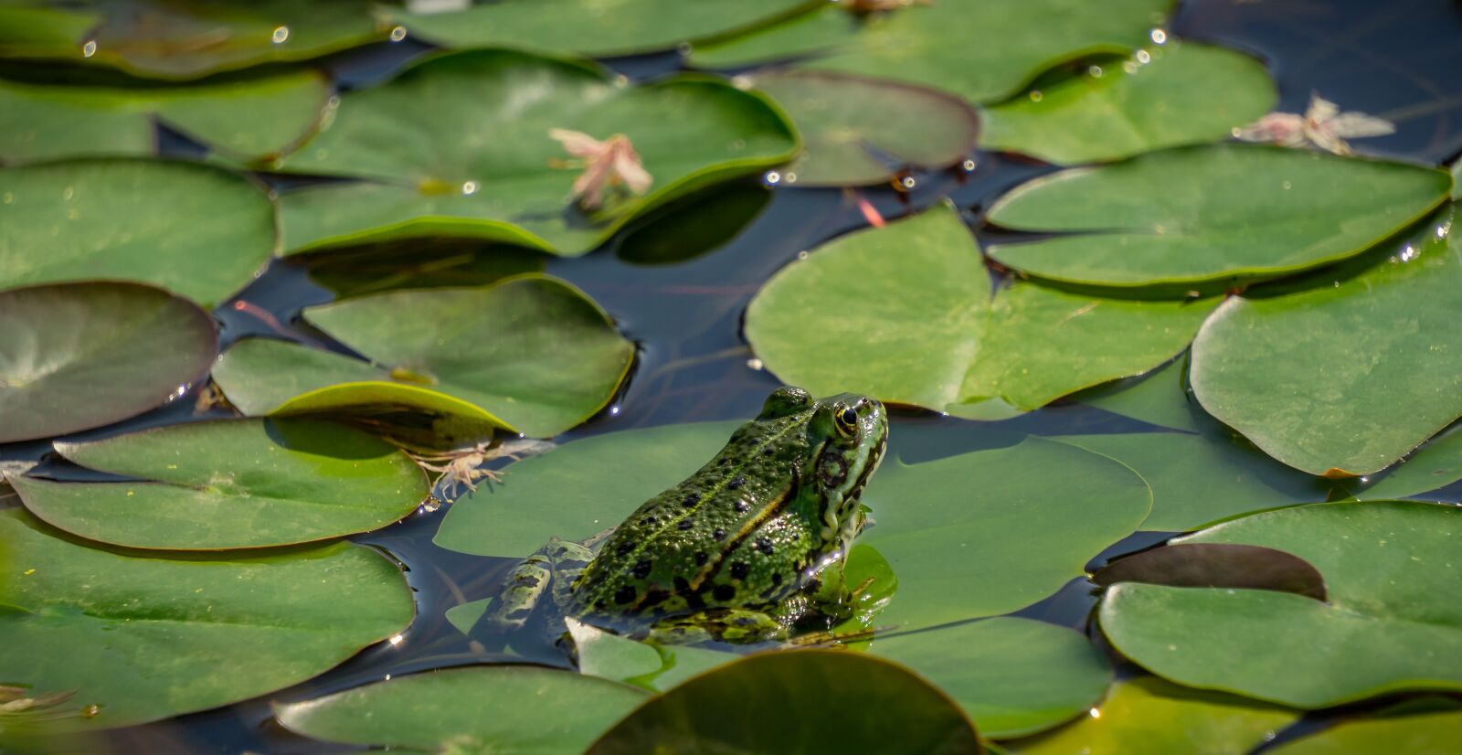 Sony a7 II + Sony E 55-210mm F4.5-6.3 OSS sample photo. Pond, lily pad, frog photography