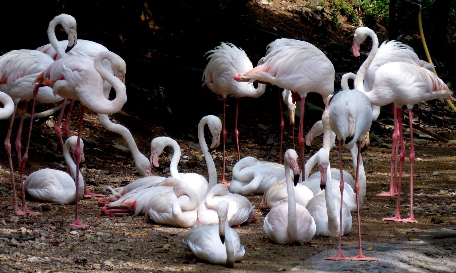 Panasonic DMC-TZ18 sample photo. Flamingos, animal world, birds photography