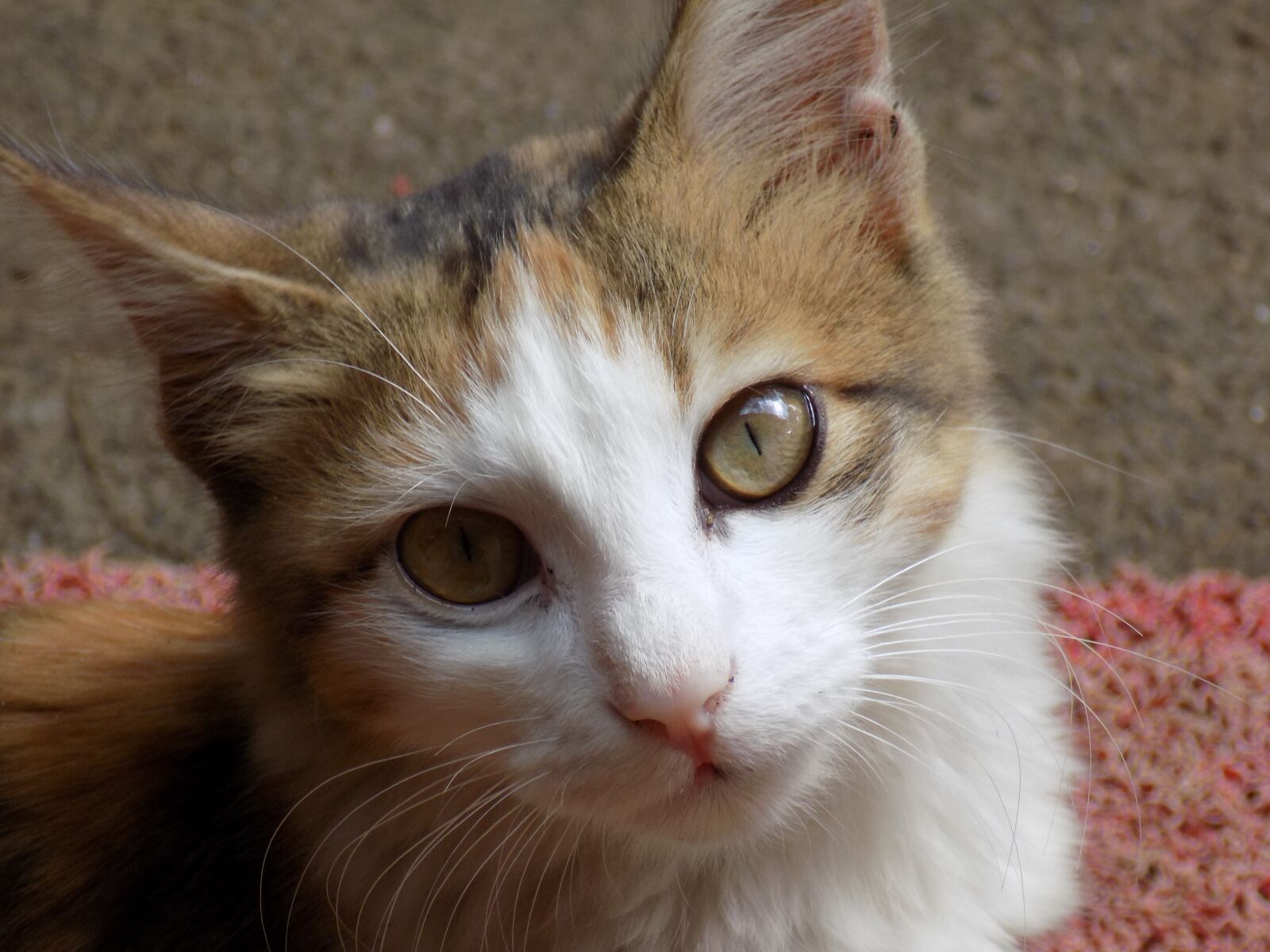 Nikon COOLPIX L340 sample photo. Cute, animal, cat photography