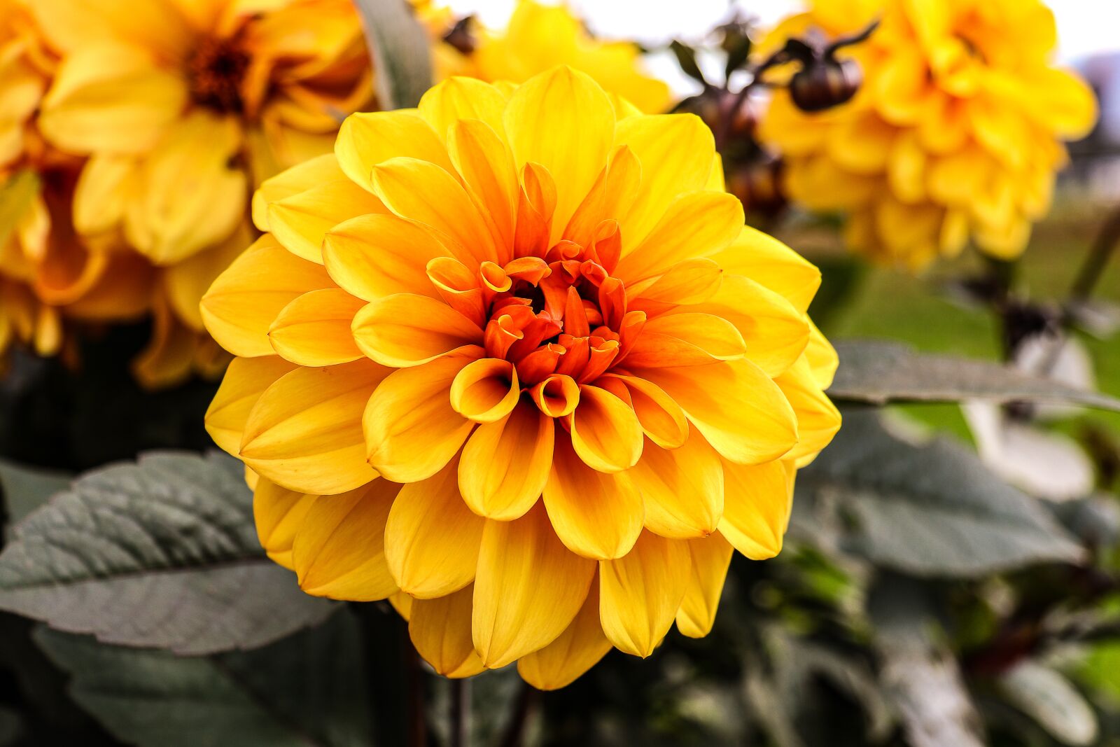Canon EOS 80D sample photo. Dahlia, late summer, garden photography