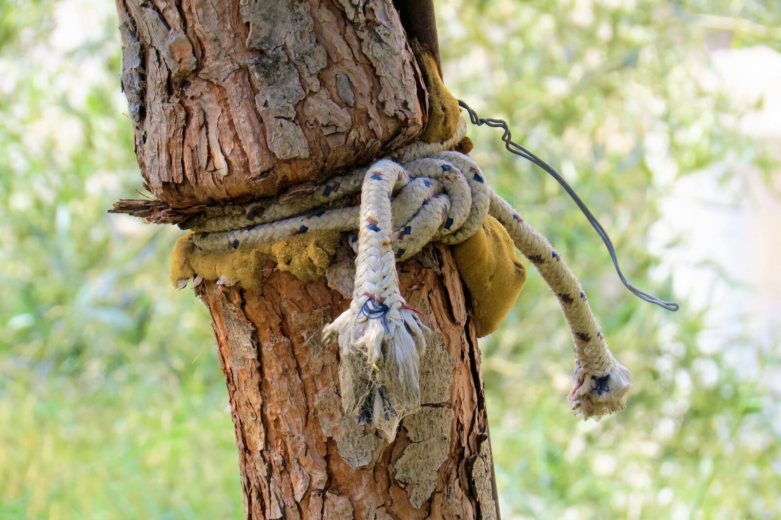 Canon PowerShot SX50 HS sample photo. Nature, tree, rope photography