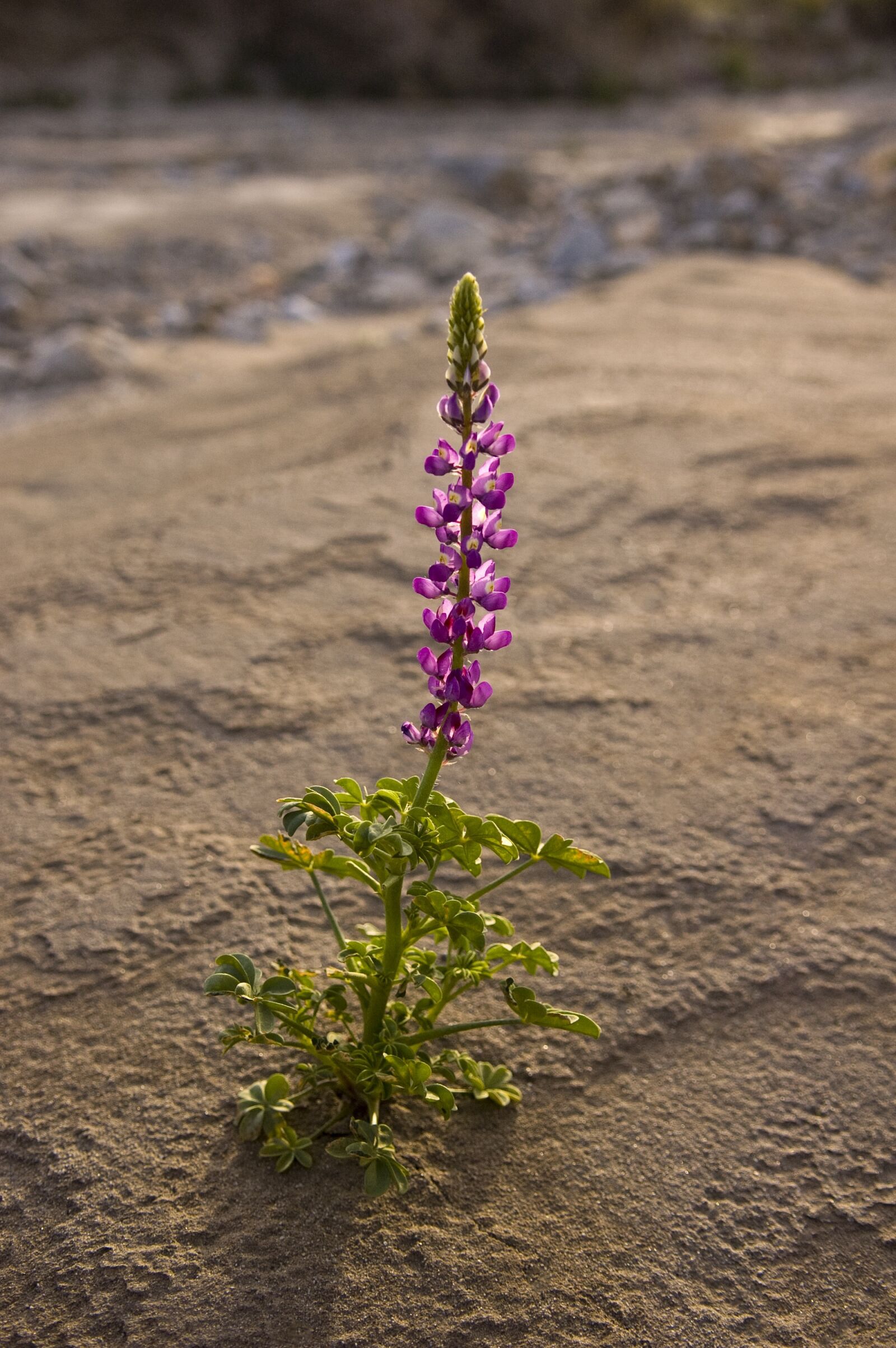 Nikon D70s sample photo. Flower, desert, california photography