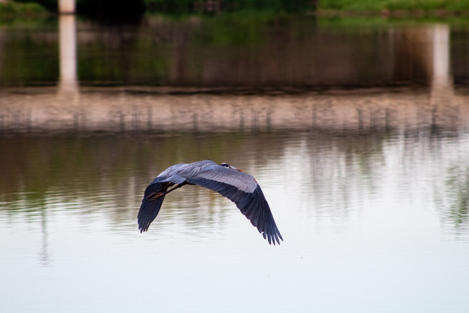 Canon EF75-300mm f/4-5.6 sample photo. Heron, blue heron, wildlife photography