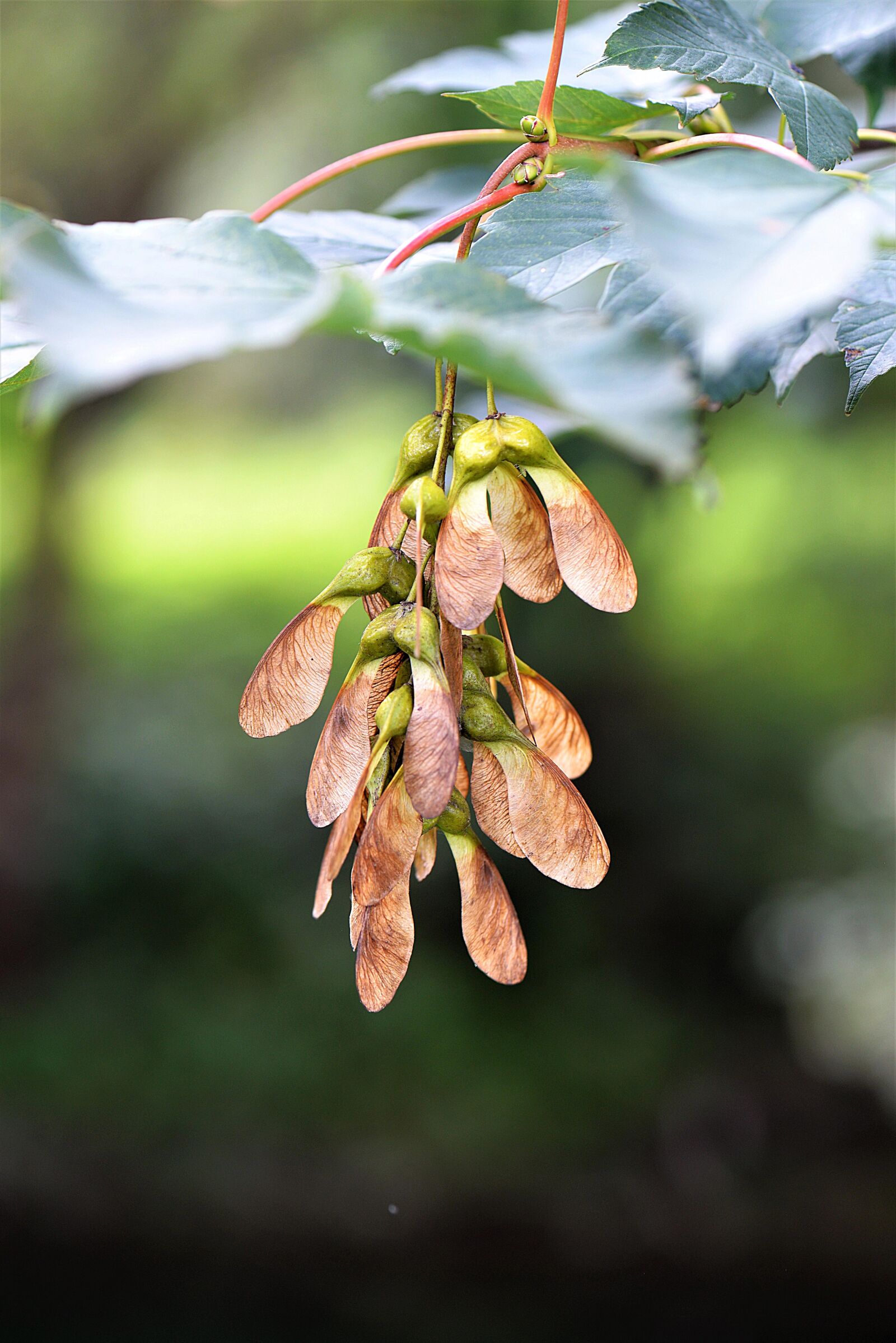 Nikon D610 sample photo. Maple, fruit, maple fruit photography