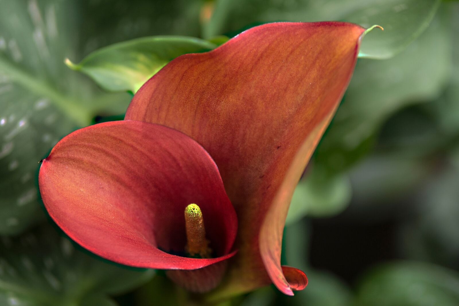 Sony SLT-A77 sample photo. Anthurium, flower, flamingo flower photography