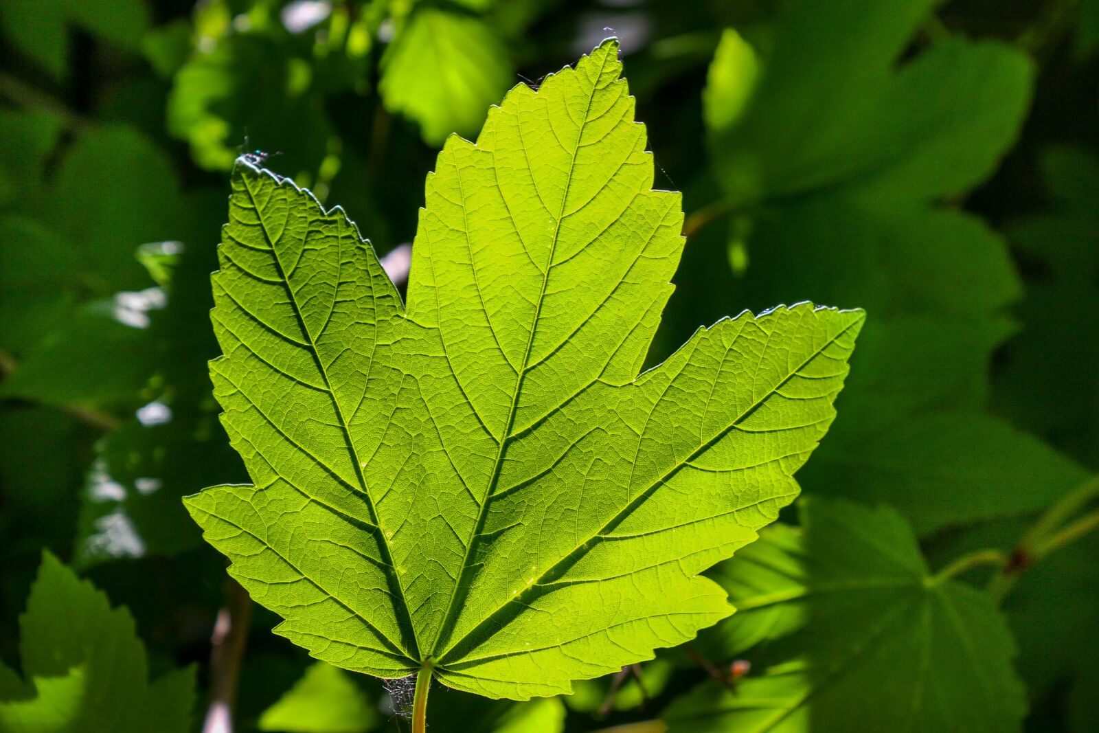 Canon EOS 650D (EOS Rebel T4i / EOS Kiss X6i) sample photo. Nature, plant, leaf photography