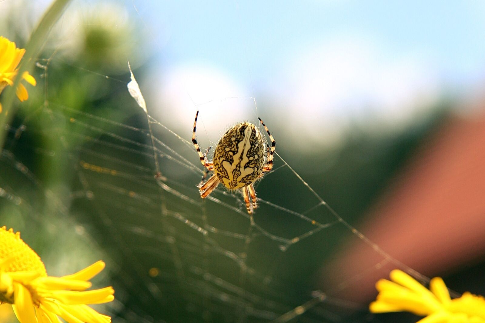 Canon EOS 20D sample photo. Acorn leaf radnetzspinne, summer photography