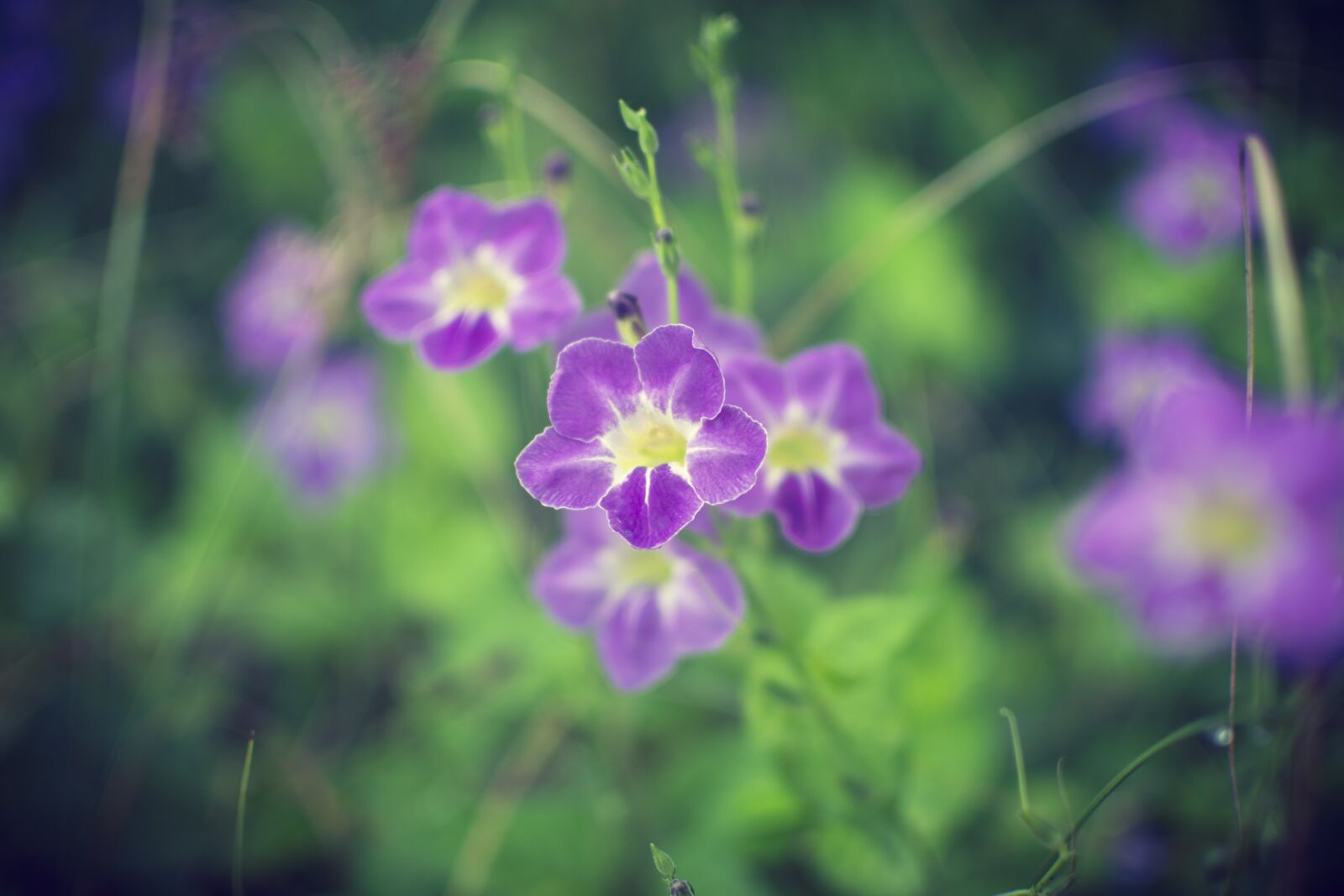 Nikon D7100 sample photo. Purple flower, tropical flower photography