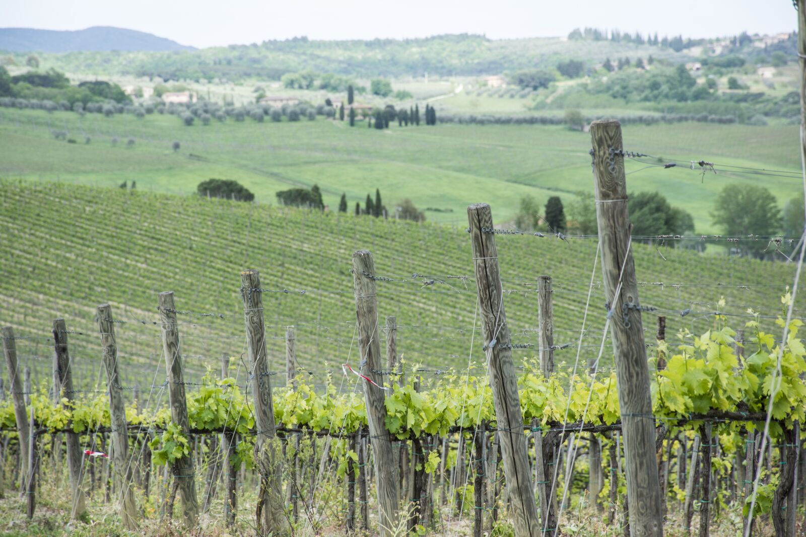 Nikon D7100 sample photo. Vineyard, wine, grapes photography