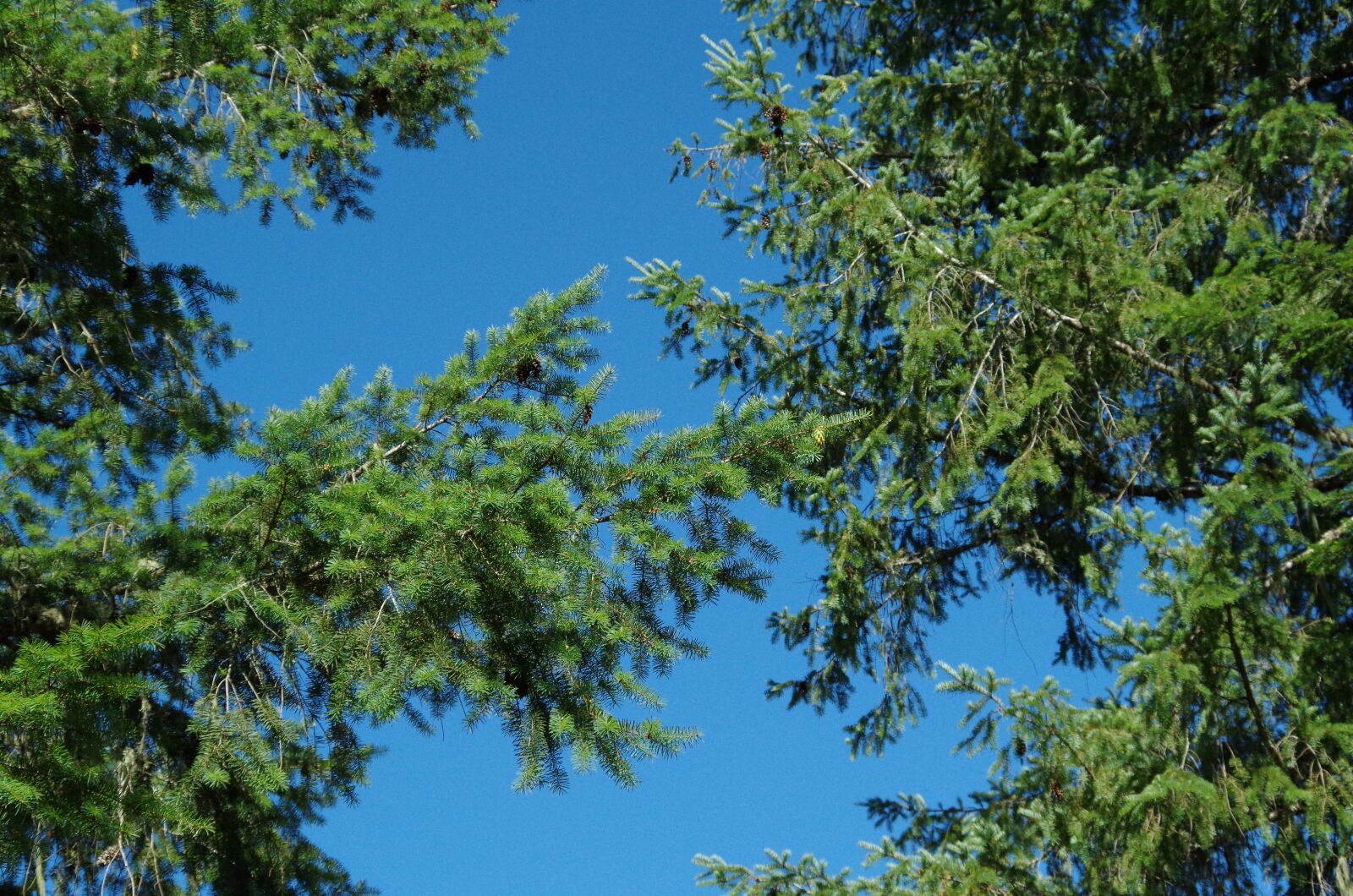 Pentax K-50 sample photo. Forest, tree, nature photography