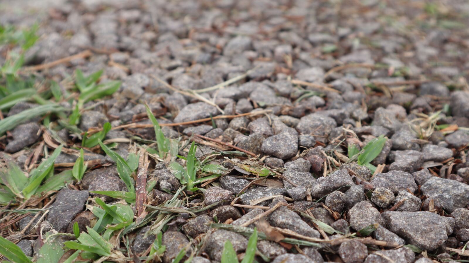 Canon EF-M 15-45mm F3.5-6.3 IS STM sample photo. Path, stones, grass photography