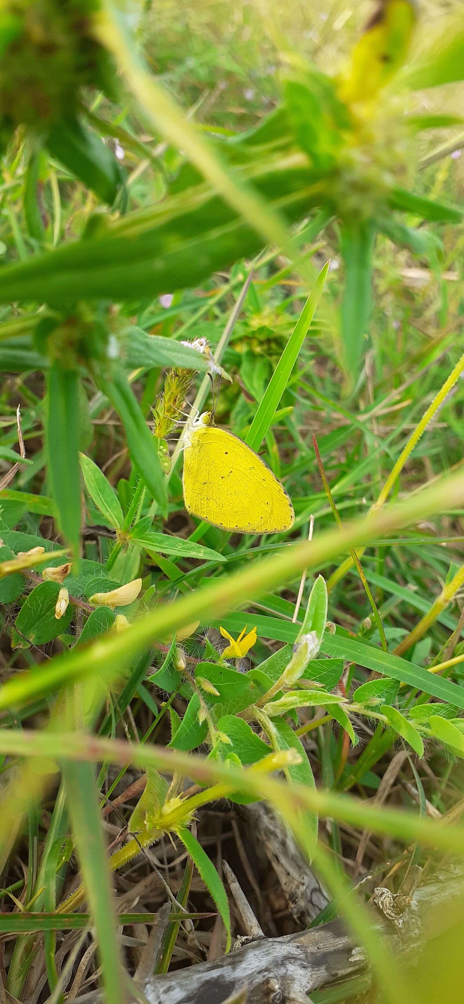 Samsung SM-M205F sample photo. Butterfly, yellow, yellow butterfly photography