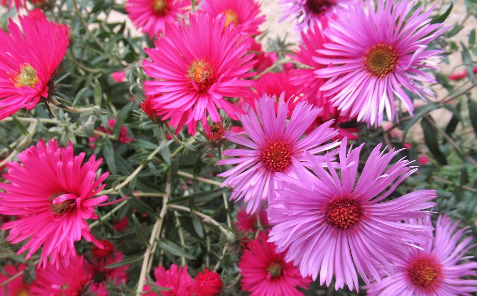Canon PowerShot SX620 HS sample photo. Autumn, garden, flora photography