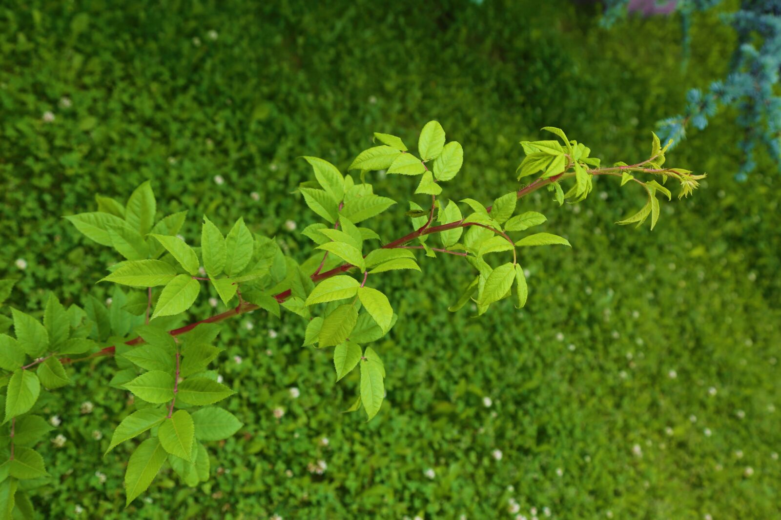 Canon EF 24-105mm F4L IS USM sample photo. Greens, leaves, nature photography