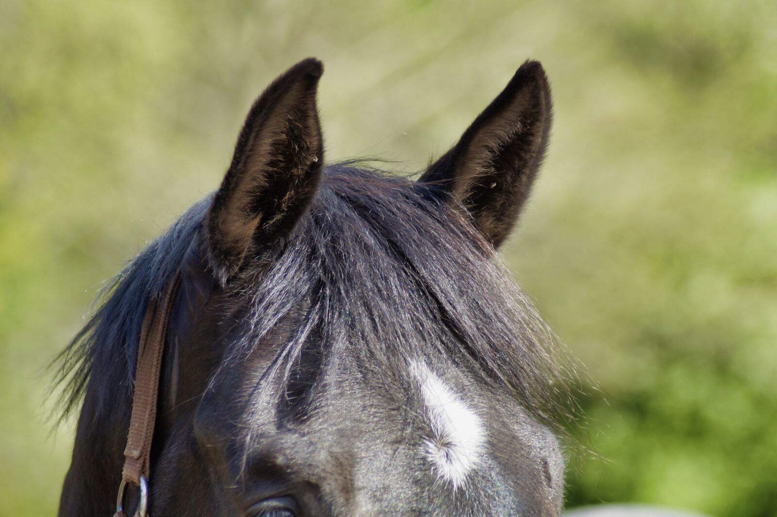 Sony SLT-A58 sample photo. Ears, horse, animal photography