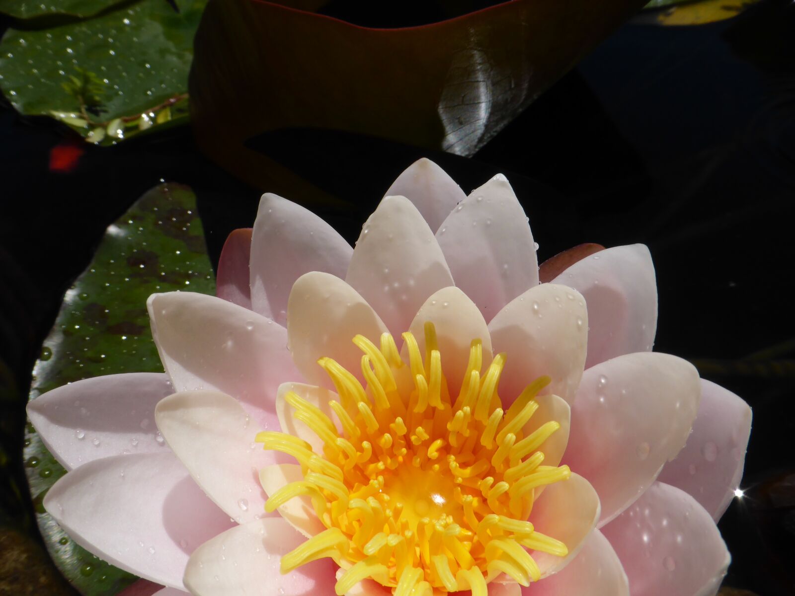Panasonic Lumix DMC-ZS30 (Lumix DMC-TZ40) sample photo. Lotus, peace, meditation photography