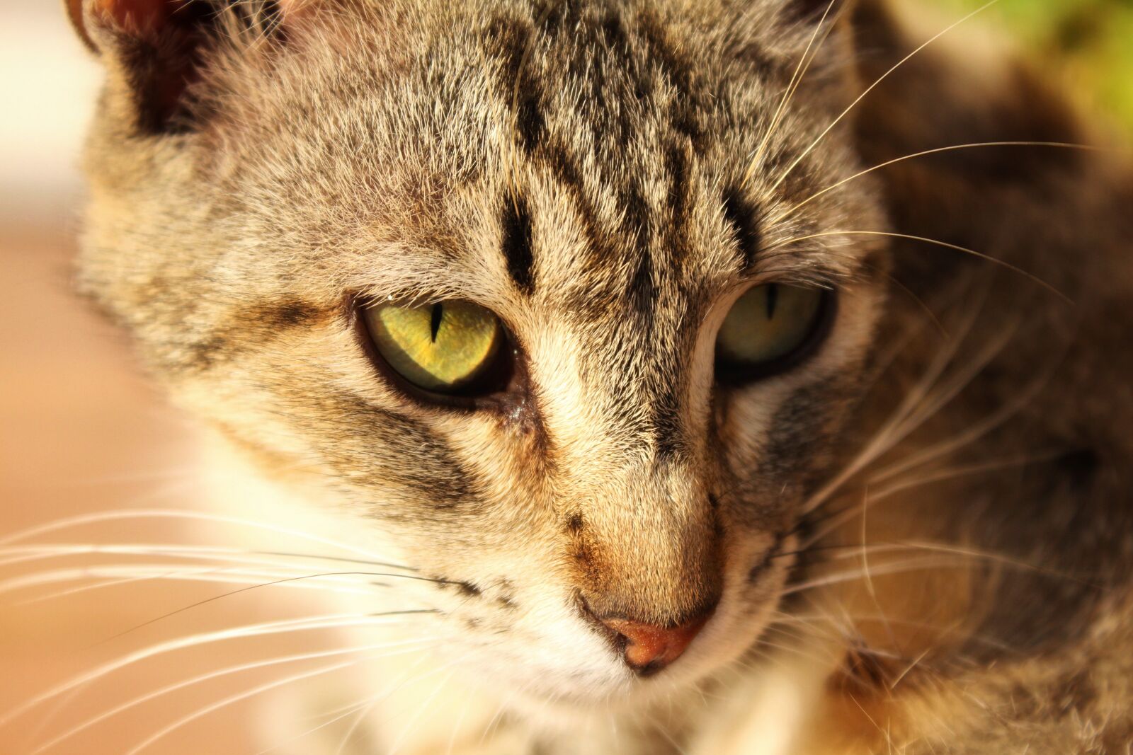 Canon EOS 1200D (EOS Rebel T5 / EOS Kiss X70 / EOS Hi) sample photo. Cat, eyes, pet photography