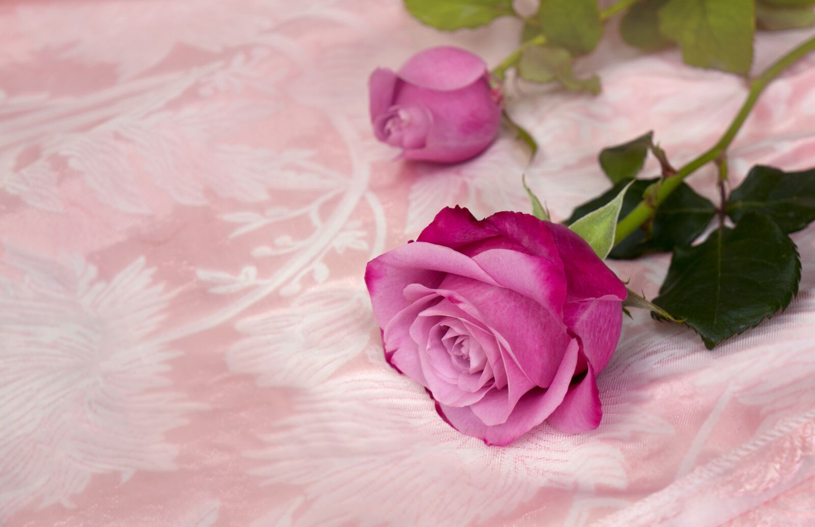 Sony Alpha NEX-F3 + Sony E 18-55mm F3.5-5.6 OSS sample photo. Emotion, roses, natural photography