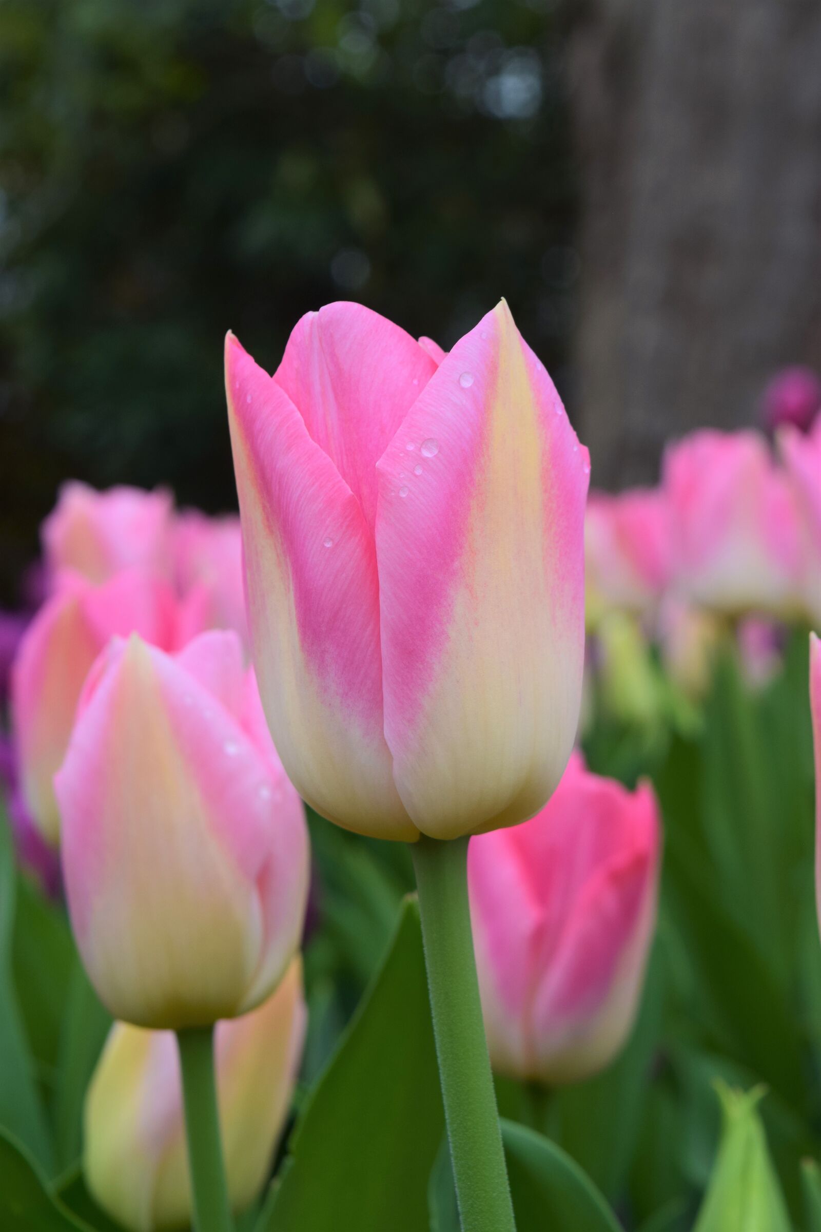 Nikon D3300 sample photo. Pink, white, tulips photography