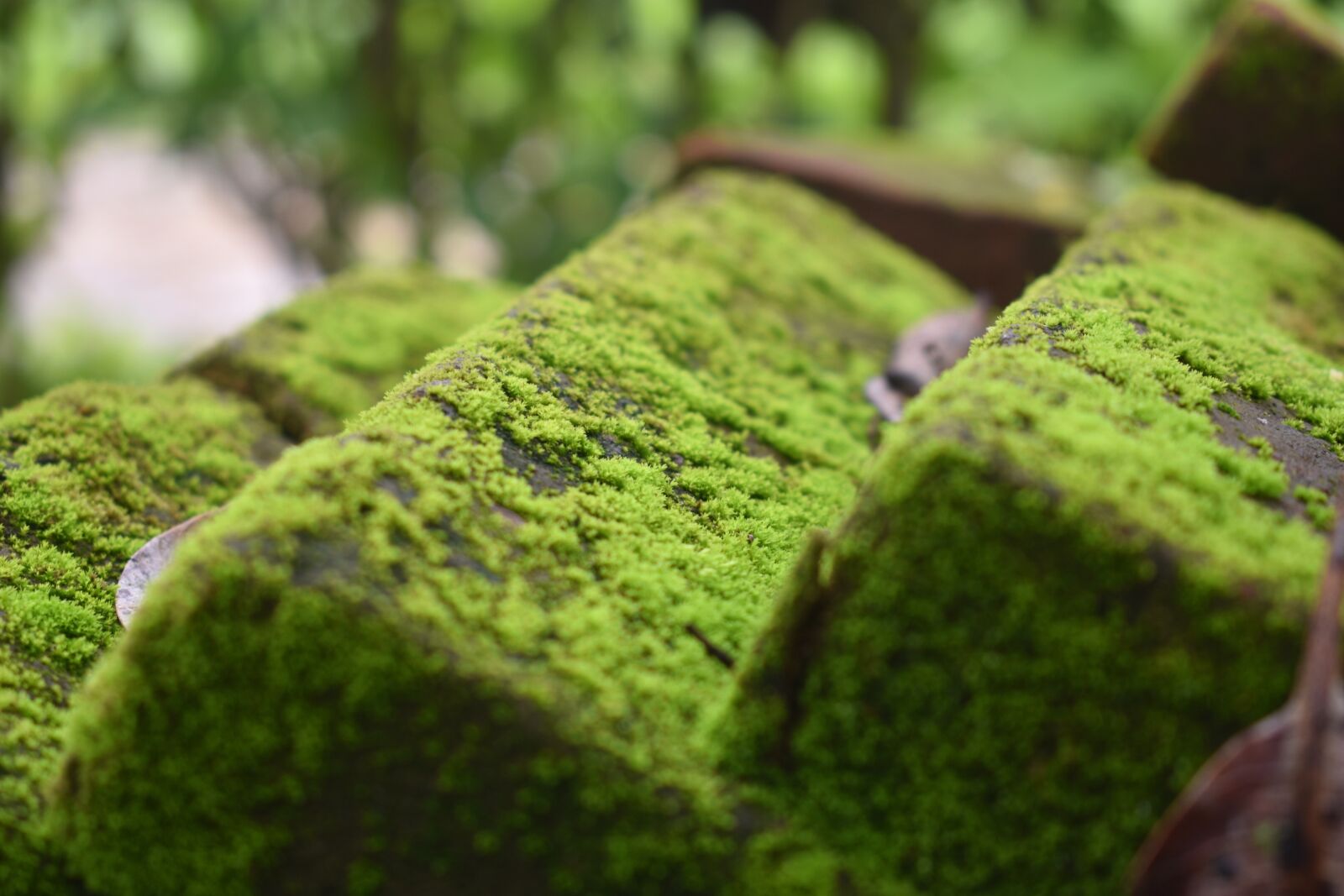 Nikon D3400 sample photo. Moss, mildew, moist photography