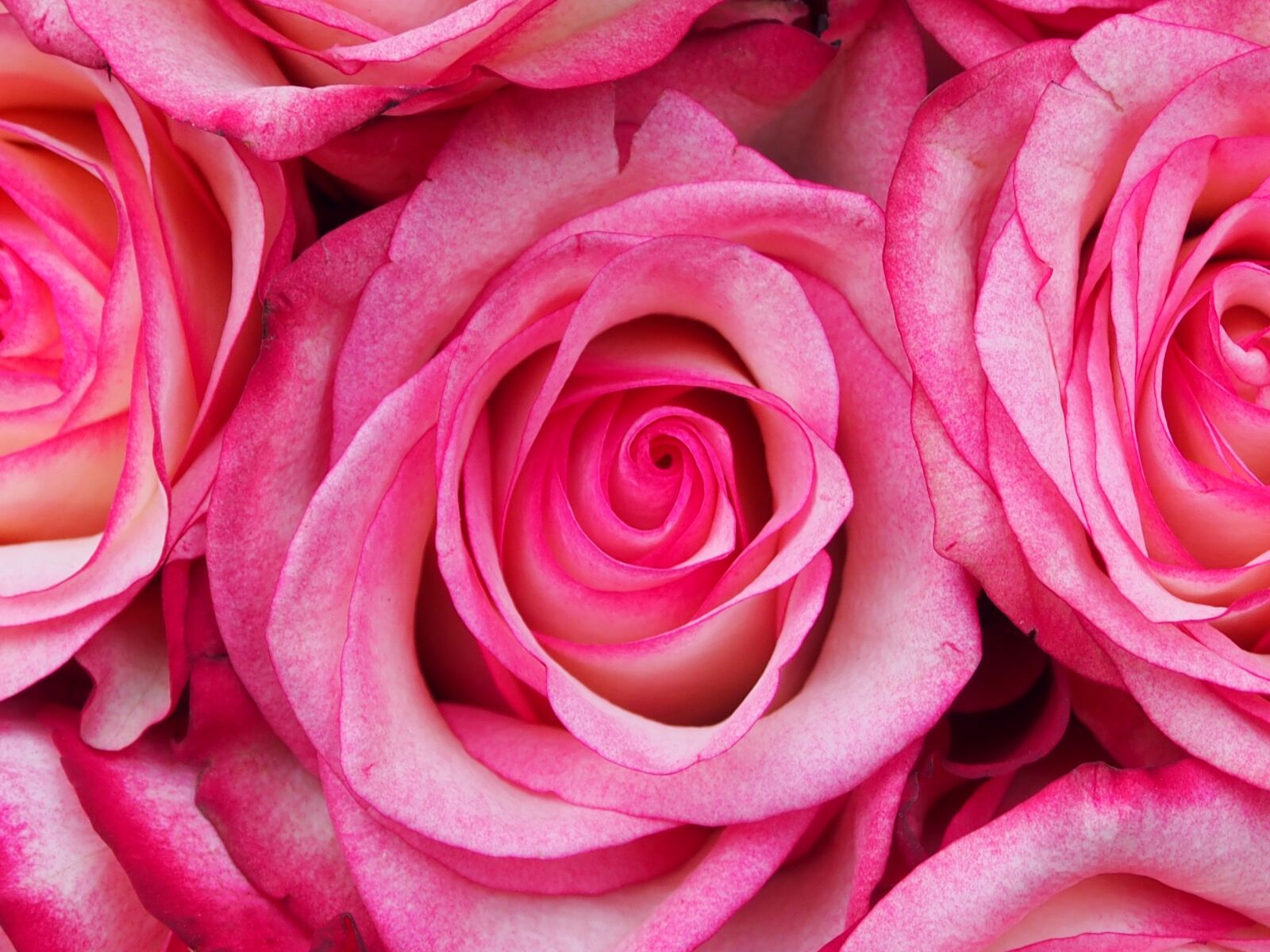 Olympus OM-D E-M5 sample photo. Rose, petal, flower photography