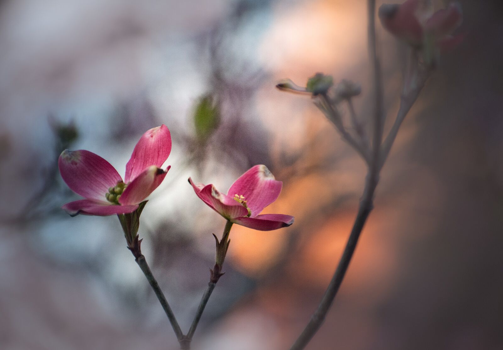 Nikon D5200 sample photo. Flower, dogwood, plant photography
