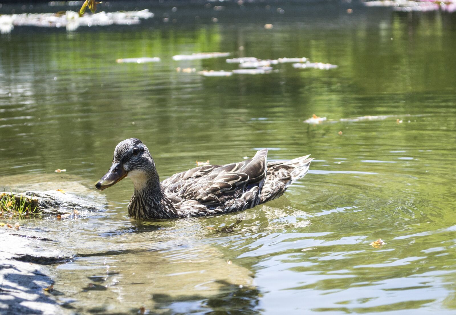 Nikon D3100 sample photo. Duck, bird, mallard photography