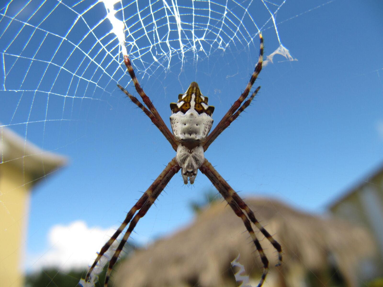 Canon PowerShot SX200 IS sample photo. Argiope, argentata, spider photography