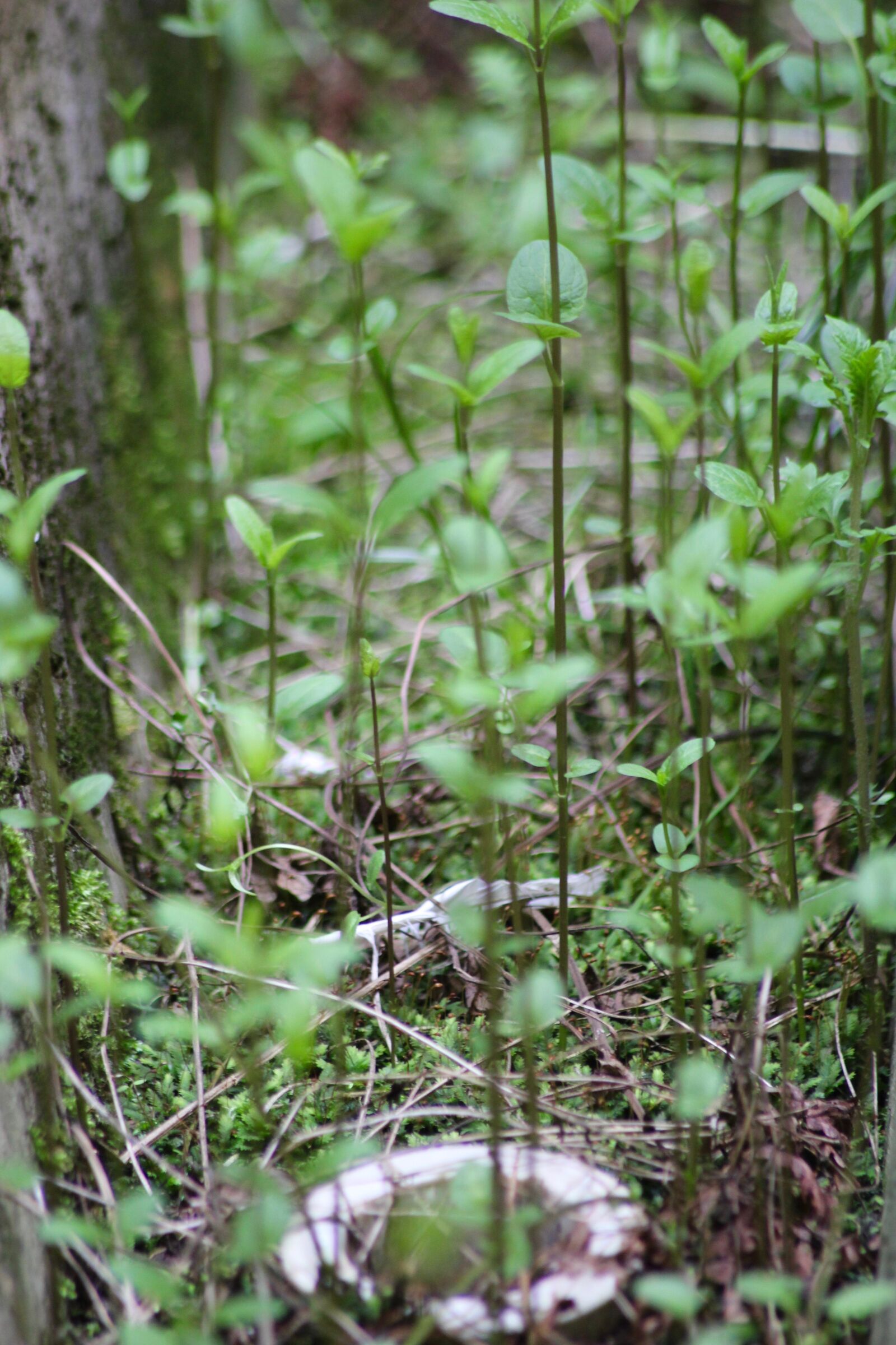 Canon EOS 550D (EOS Rebel T2i / EOS Kiss X4) sample photo. Nature, plants, green photography