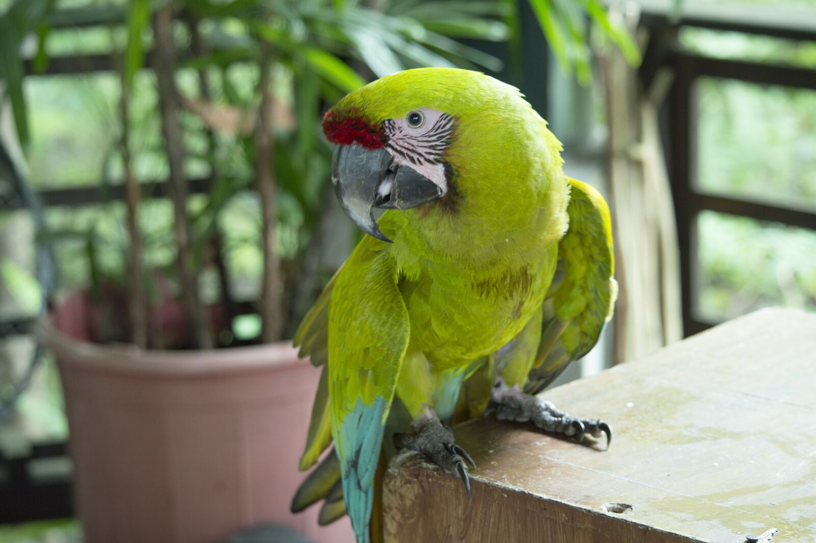 Nikon D3200 sample photo. Lora, parrot, perico photography