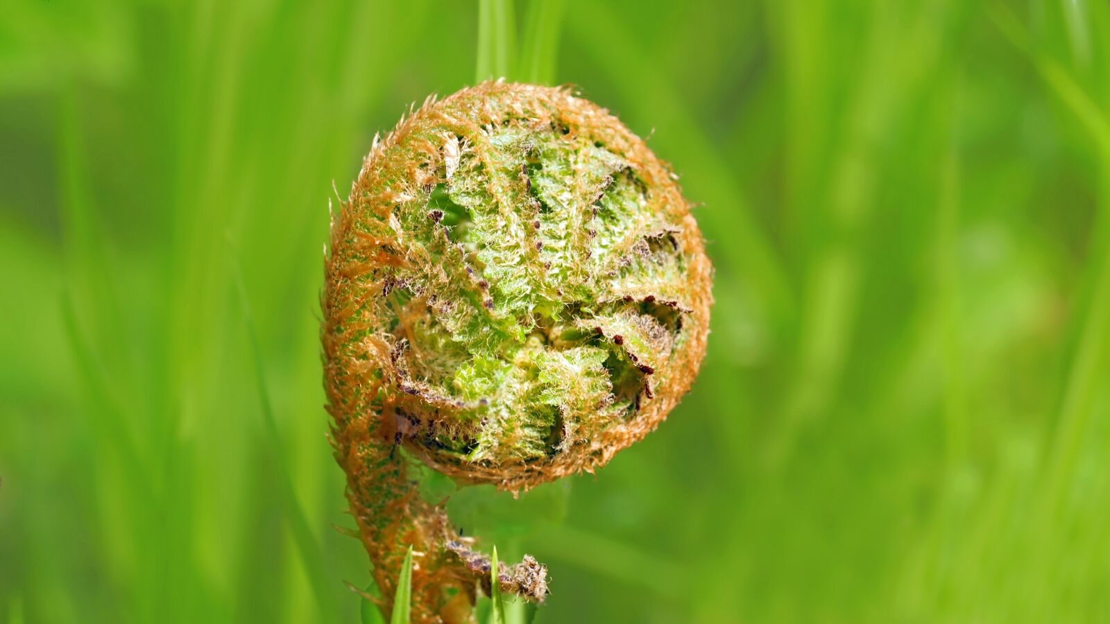 Olympus M.Zuiko Digital ED 60mm F2.8 Macro sample photo. Fern, bud, forest photography