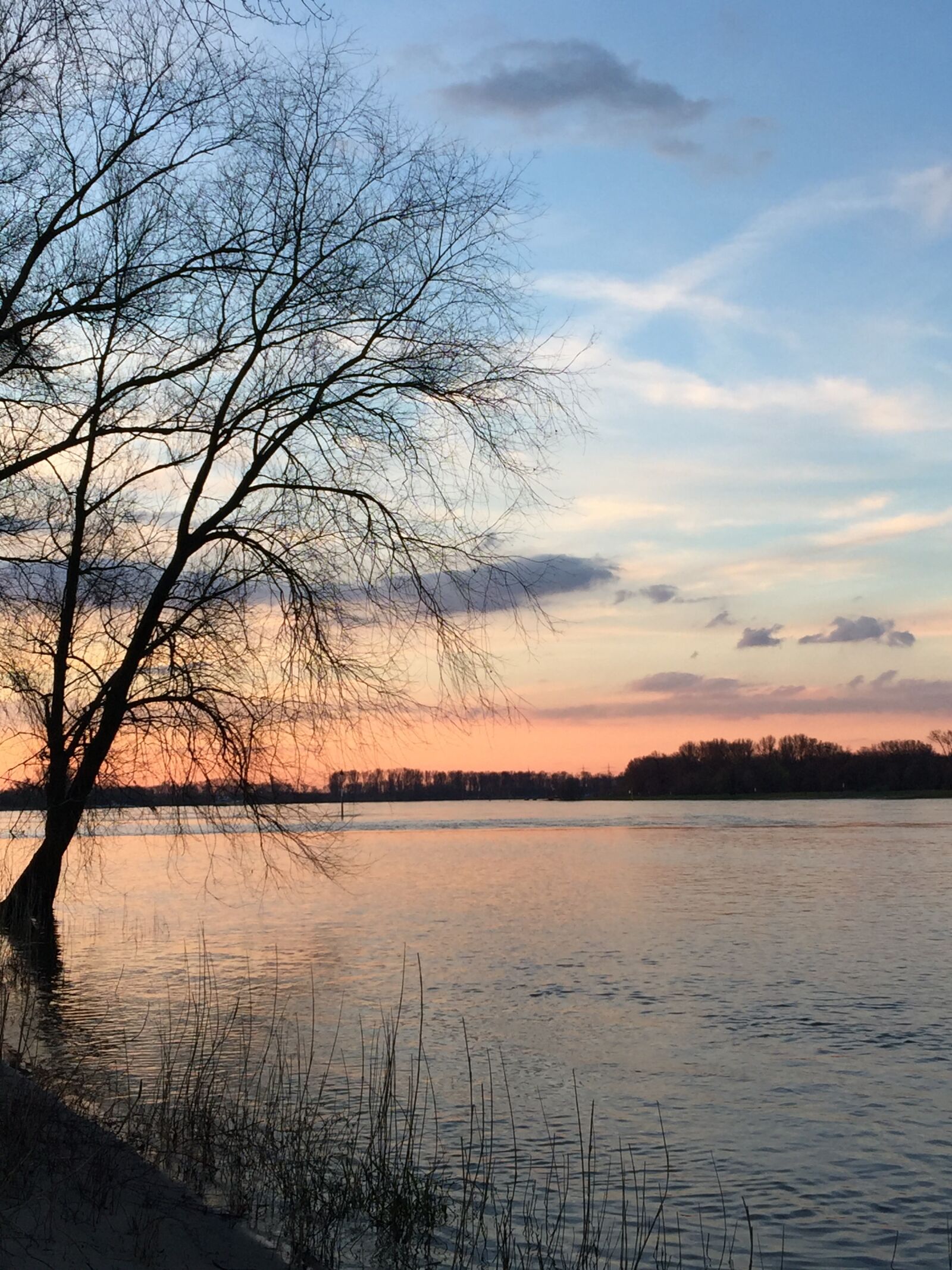 iPhone 6 Plus back camera 4.15mm f/2.2 sample photo. Rhine, river, tree photography