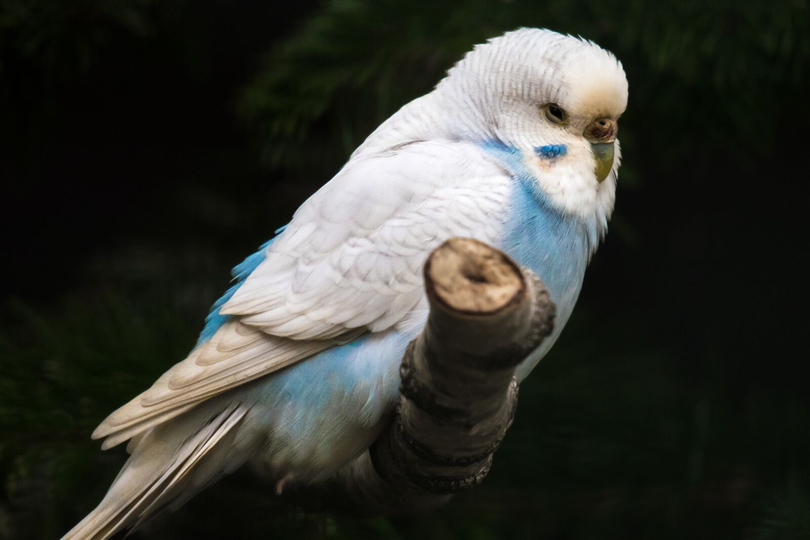 Canon PowerShot G3 X sample photo. Budgie, blue, plumage photography
